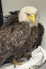 fat bald eagle