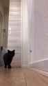 @aomineco cat sniff_thumb.jpg