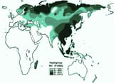 Haplogroup_NO