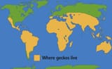 Geckos