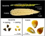 teosinte-1-3528076417