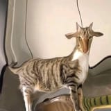 GuVuvxibEAI6k6a.jfif