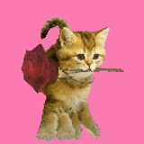 هرة