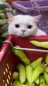 bell_pepper_merchant_thumb.jpg