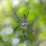 Golden_orb-weavers__28Nephila_pilipes_29_female_and_male_Double_Haven-min