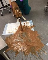 puke