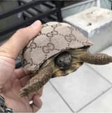 turtlecool
