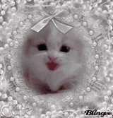 kitten-blingee