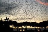 birds-rome