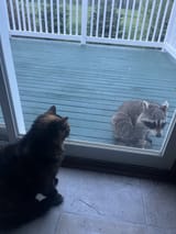 cooncat