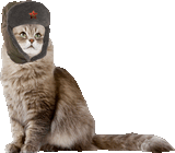 cat