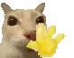 dose-dosecat