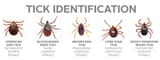 Tick-Identification-2421385793