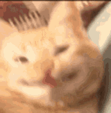 evil-cat