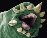 Tapeworm Under A Microscope