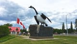 wawa goose