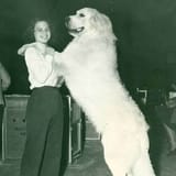 great pyrenees