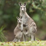 Macropus_giganteus_-_Brunkerville-kangaroo