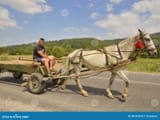 farmer-riding-cart-zarnesti-romania-august-romanian-boy-wooden-horses-36151376