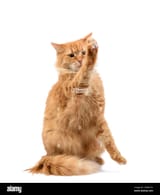 adult-fluffy-red-cat-sitting-and-raised-its-front-paws-up-imitation-of-holding-any-object-2EAW1D1