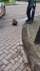 Beaver arrested_thumb.jpg