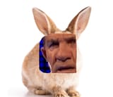 brad
