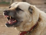 kurdish dog