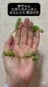 ssstwitter.com_1751039483844 (1)_thumb.jpg