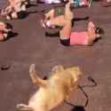 dog gym with white women_thumb.jpg