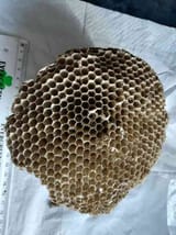 waspnest