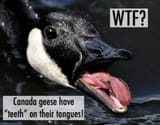 geese teeth