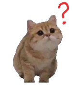 7161-catwhat-questionmark
