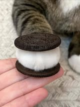 kot_oreo