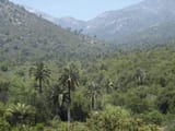 596-Jubaea_chilensis_Chile-Eco 596-CC-Scott Zona-2010