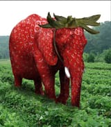strawberry elephant