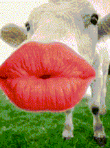 kisses-cow