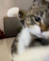 1747882183193494