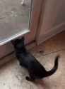 deer hunter cat garden_thumb.jpg