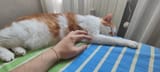 gatto