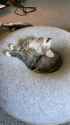 tired_tired_kitten_thumb.jpg