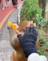1735001057749733_thumb.jpg