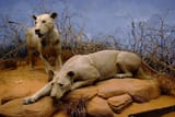 Lionsoftsavo2008