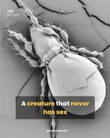 milanus_mustarius