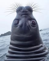 上向いたアザラシ