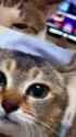 1748816104367729_thumb.jpg