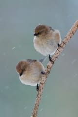 a1_2901_1_bushtits_david_leonardapa_2016_adult_females_coastal_form