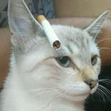 gato-cigarreiro