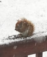 americanredsquirrel