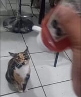 1737667918393243