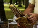 alligatorgar